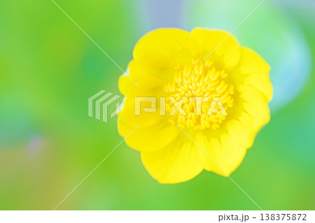 家の周りの草花　四季の色々　里山の野原や園芸用として育てる光沢のある美しい黄色の花を咲かせています 138375872