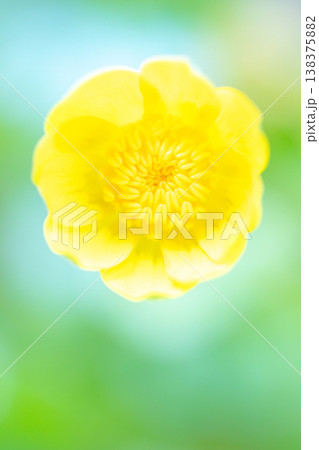 家の周りの草花 四季の色々 里山の野原や園芸用として育てる光沢のある美しい黄色の花を咲かせています 家の周りの草花 四季の色々 里山の野原や園芸用として育てる光沢のある美しい黄色の花を咲かせています 138375882