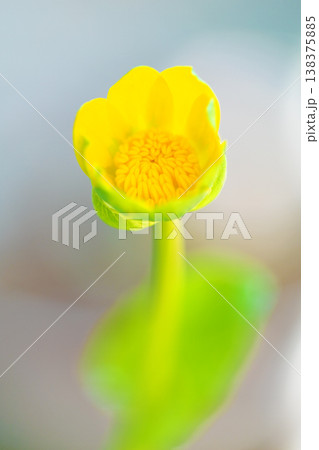 家の周りの草花 四季の色々 里山の野原や園芸用として育てる光沢のある美しい黄色の花を咲かせています 家の周りの草花 四季の色々 里山の野原や園芸用として育てる光沢のある美しい黄色の花を咲かせています 138375885