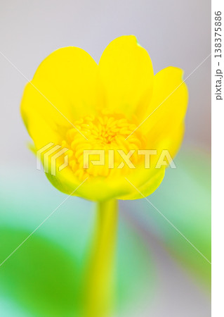 家の周りの草花 四季の色々 里山の野原や園芸用として育てる光沢のある美しい黄色の花を咲かせています 家の周りの草花 四季の色々 里山の野原や園芸用として育てる光沢のある美しい黄色の花を咲かせています 138375886