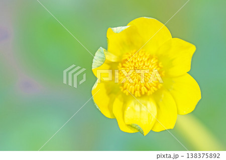 家の周りの草花 四季の色々 里山の野原や園芸用として育てる光沢のある美しい黄色の花を咲かせています 家の周りの草花 四季の色々 里山の野原や園芸用として育てる光沢のある美しい黄色の花を咲かせています 138375892