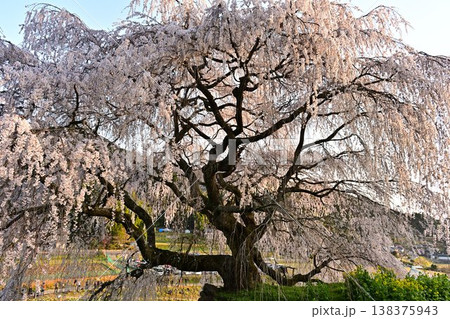 満開の又兵衛桜 138375943