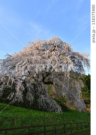 満開の又兵衛桜 満開の又兵衛桜 138375980