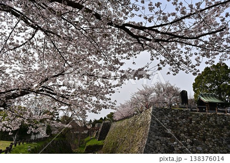 春の郡山城跡を彩る満開の桜 春の郡山城跡を彩る満開の桜 138376014