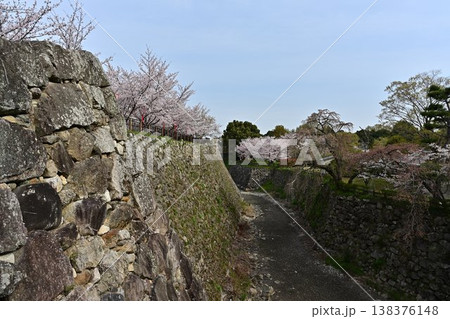 春の郡山城跡を彩る満開の桜 138376148
