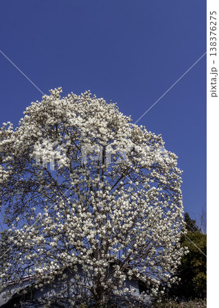 白色の花が青空に向かって上向きに咲く花期のハクモクレン 138376275
