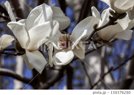 白色の花が上向きに咲く花期のハクモクレン 138376280