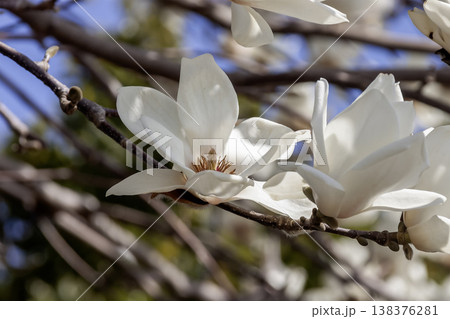 白色の花が上向きに咲く花期のハクモクレン 白色の花が上向きに咲く花期のハクモクレン 138376281
