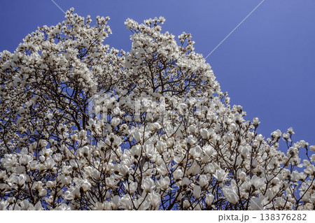 白色の花が青空に向かって上向きに咲く花期のハクモクレン 138376282