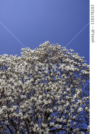 白色の花が青空に向かって上向きに咲く花期のハクモクレン 138376283
