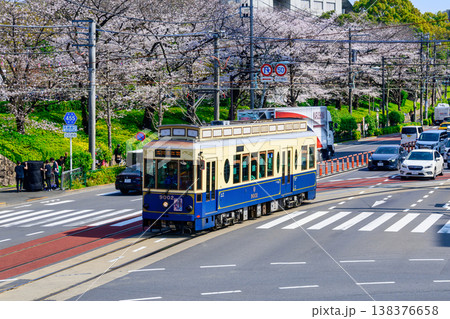 東京さくらトラム　さくら号（ 9002号車）と飛鳥山公園満開の桜　季節限定運行 138376658