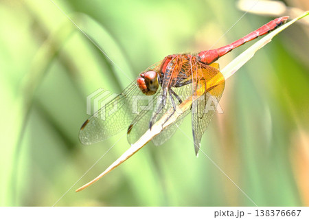 ネキトンボ（オス） 138376667