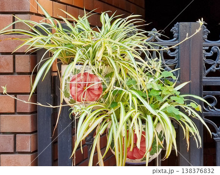 Two ceramic pots with red floral patterns hanging on a black wrought iron gate. Variegated spider plants with long trailing offsets grow alongside green clover leaves against a brick wall. 138376832