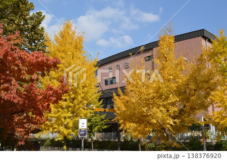 韓国　京義道城南市街の紅葉する街路樹の風景 138376920