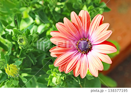家の周りの草花　四季の色々　花壇の彩り　美しいピンク色の可憐なマーガレットの花が咲きました 138377195