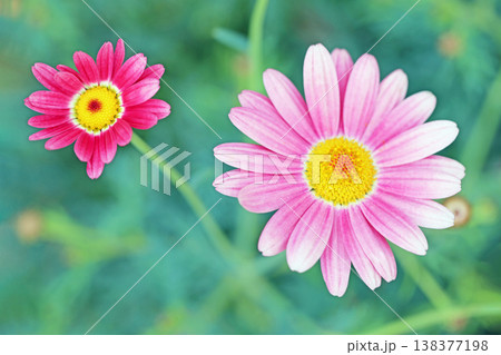 家の周りの草花 四季の色々 花壇の彩り 美しいピンク色の可憐なマーガレットの花が咲きました 家の周りの草花 四季の色々 花壇の彩り 美しいピンク色の可憐なマーガレットの花が咲きました 138377198