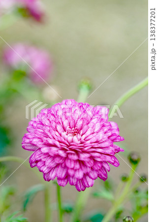 家の周りの草花 四季の色々 花壇の彩り 美しいピンク色の可憐なマーガレットの花が咲きました 家の周りの草花 四季の色々 花壇の彩り 美しいピンク色の可憐なマーガレットの花が咲きました 138377201