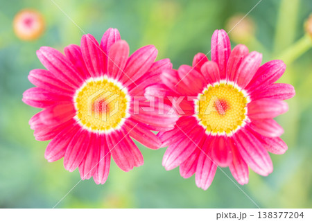 家の周りの草花　四季の色々　花壇の彩り　美しいピンク色の可憐なマーガレットの花が咲きました 138377204