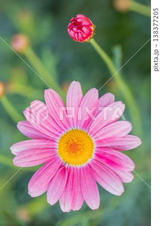 家の周りの草花　四季の色々　花壇の彩り　美しいピンク色の可憐なマーガレットの花が咲きました 138377205