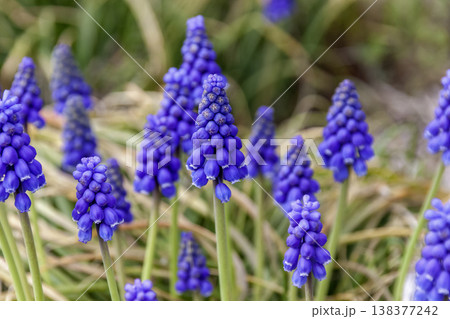 ツルボ亜科ムスカリ属ムスカリの群生【早春イメージ】 138377242