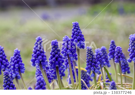 ツルボ亜科ムスカリ属ムスカリの群生【早春イメージ】 138377246