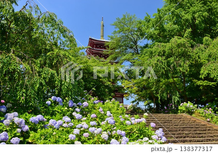 紫陽花につつまれた本土寺の五重塔 紫陽花につつまれた本土寺の五重塔 138377317