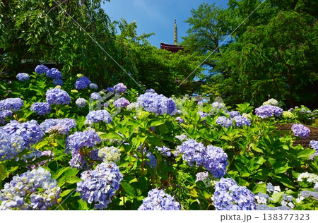紫陽花につつまれた本土寺の五重塔 紫陽花につつまれた本土寺の五重塔 138377323