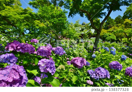 紫陽花につつまれた長谷山 本土寺 紫陽花につつまれた長谷山 本土寺 138377328