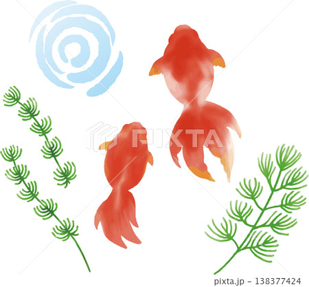 夏の金魚と水草の水彩風イラスト素材 暑中見舞い・残暑見舞い素材 夏の金魚と水草の水彩風イラスト素材 暑中見舞い・残暑見舞い素材 138377424