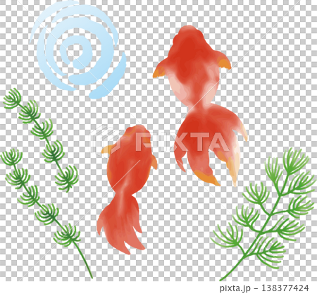 夏の金魚と水草の水彩風イラスト素材 暑中見舞い・残暑見舞い素材 夏の金魚と水草の水彩風イラスト素材 暑中見舞い・残暑見舞い素材 138377424
