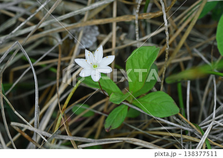コツマトリソウ（北海道・釧路湿原） 138377511