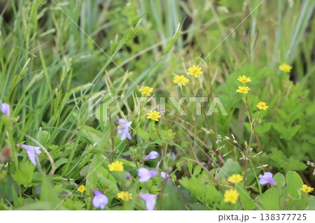 コオニタビラコとムラサキサギゴケの春の草むら コオニタビラコとムラサキサギゴケの春の草むら 138377725