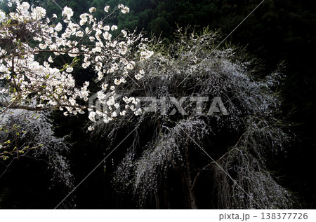 桜の名所吉野山の山桜 桜の名所吉野山の山桜 138377726