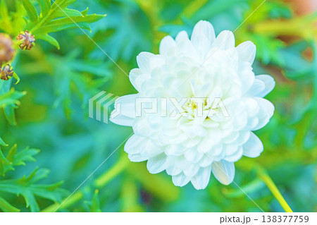 家の周りの草花 四季の色々 花壇の彩り 美しいピンク色の可憐なマーガレットの花が咲きました 家の周りの草花 四季の色々 花壇の彩り 美しいピンク色の可憐なマーガレットの花が咲きました 138377759