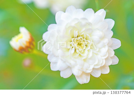 家の周りの草花 四季の色々 花壇の彩り 美しいピンク色の可憐なマーガレットの花が咲きました 家の周りの草花 四季の色々 花壇の彩り 美しいピンク色の可憐なマーガレットの花が咲きました 138377764