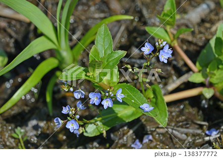 エゾノカワヂシャ(北海道・釧路湿原) エゾノカワヂシャ(北海道・釧路湿原) 138377772