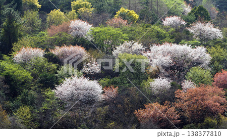 桜の名所吉野山の山桜 桜の名所吉野山の山桜 138377810