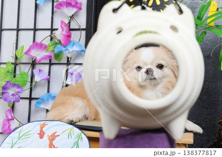 蚊取り線香の豚と朝顔とチワワの夏写真 138377817