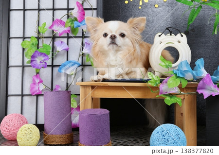 和風夏セットと可愛いチワワのスタジオ撮影 和風夏セットと可愛いチワワのスタジオ撮影 138377820