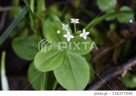 エゾノヨツバムグラ（北海道・層雲峡） 138377840