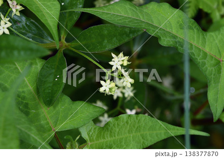 アカネムグラ（北海道・釧路湿原） 138377870