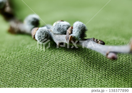 Selective focus macro of pussy willow buds laying on a green knit fabric, symbolizing spring 138377890