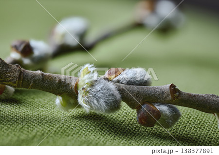 Close-up of fuzzy pussy willow catkins on a textured green textile background with soft light 138377891