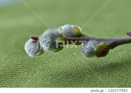 High-detail macro of emerging pussy willow catkins on a branch over a green textured surface 138377893