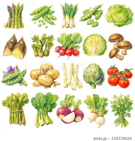 いろいろな野菜のイラスト 138378020