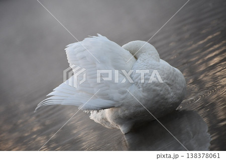 羽を広げた白鳥 羽を広げた白鳥 138378061