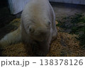 俯くホッキョクグマ 138378126