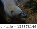 ホッキョクグマを近くで見た 138378146