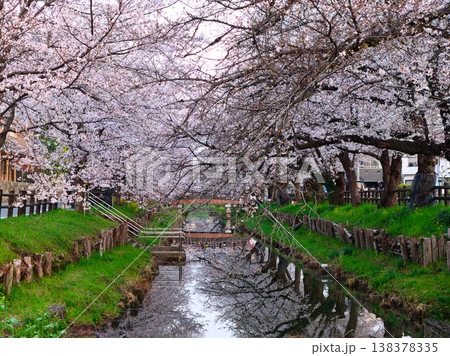 新河岸川沿いの満開の桜並木　埼玉県川越市（ドローンによる空撮） 138378335