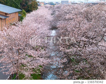 新河岸川沿いの満開の桜並木 埼玉県川越市(ドローンによる空撮) 新河岸川沿いの満開の桜並木 埼玉県川越市(ドローンによる空撮) 138378342